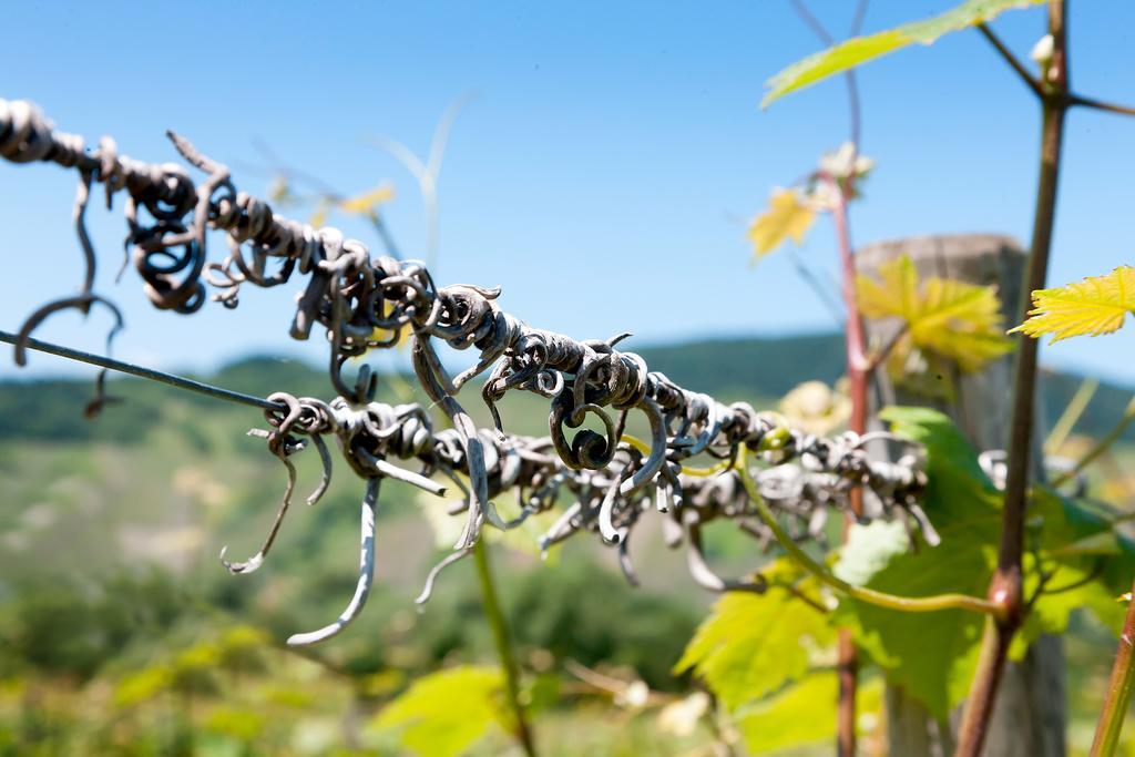 Pension Und Weingut Moselblick Браунеберг Екстериор снимка